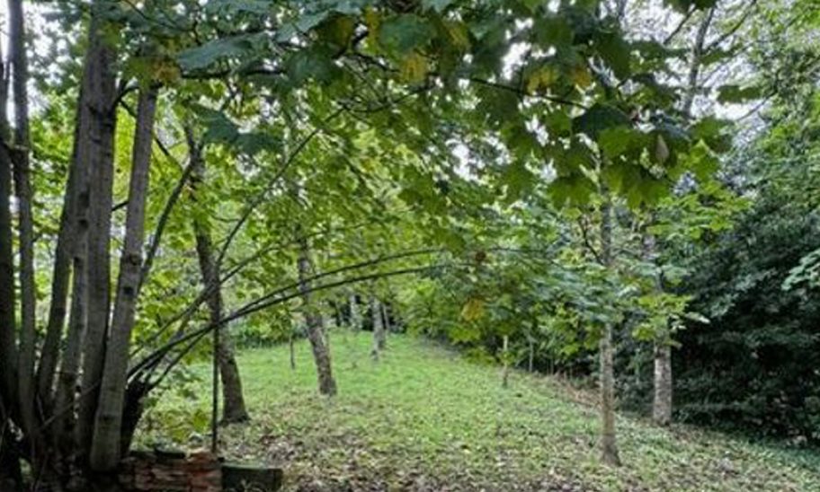 NF immobiliare casa vendita Renaccio Papiano Pratovecchio Stia